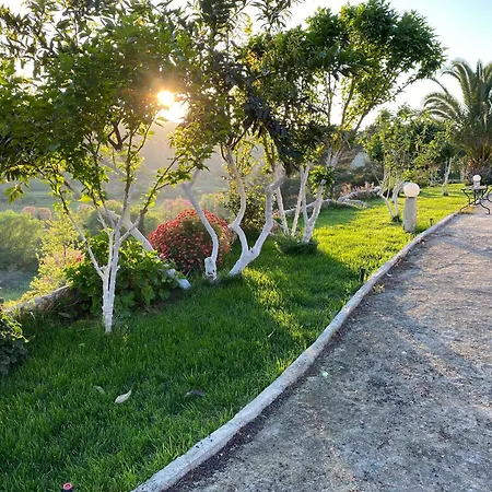 Olive Grove *